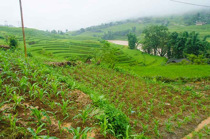 240 - Vietnam - Sapa - paisaje bajo la lluvia